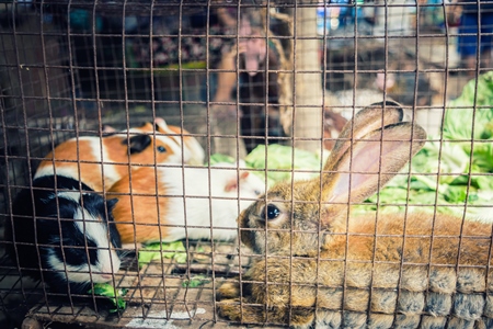 Guinea pigs and a rabbit in a cage on sale at an exotic market