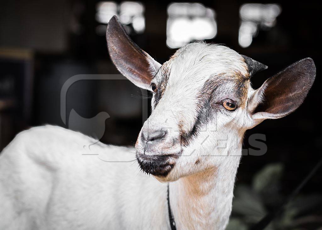 White goat tied up outside Crawford meat market