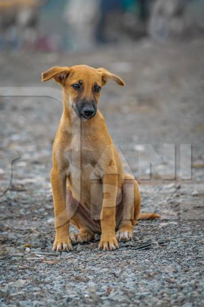 Brown street puppy in the city of Pune in slum area