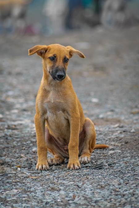 Brown street puppy in the city of Pune in slum area