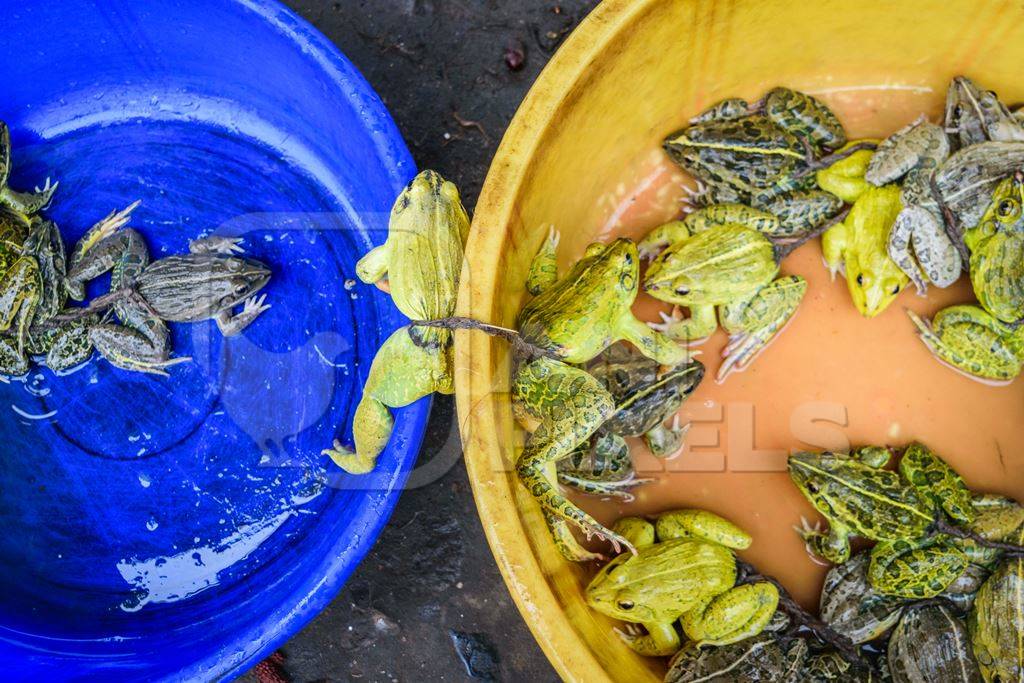 Frogs in bowls on sale at an exotic market