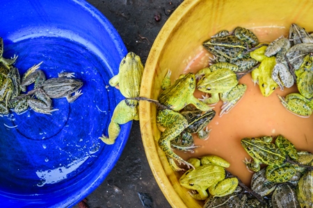 Frogs in bowls on sale at an exotic market