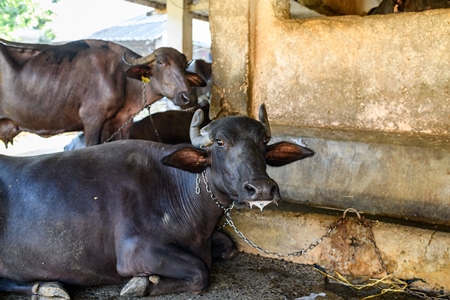 Indian buffaloes tied up in a line in a concrete shed on an urban dairy farm or tabela, Aarey milk colony, Mumbai, India, 2023