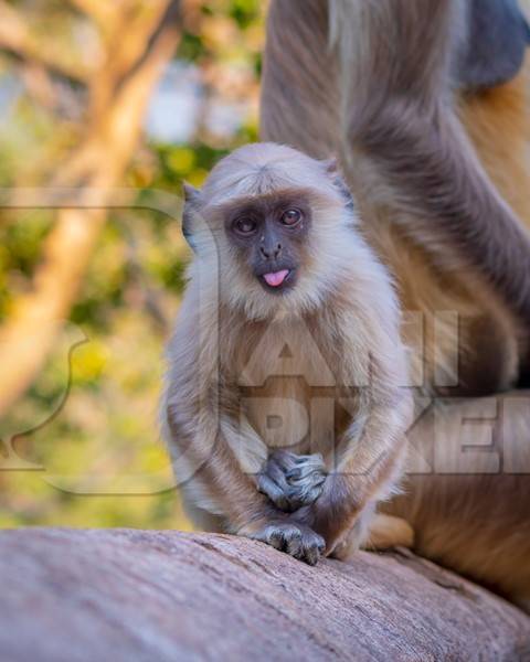 Cute baby Indian gray or hanuman langur monkey with mother in the wild at Ranthambore National Park in Rajasthan in India