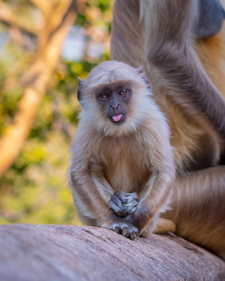 Cute baby Indian gray or hanuman langur monkey with mother in the wild at Ranthambore National Park in Rajasthan in India