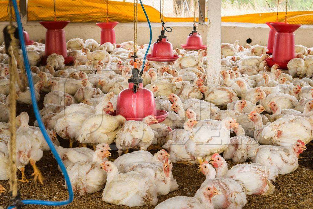 White broiler chickens raised for meat on a large poultry broiler farm in Maharashtra in India