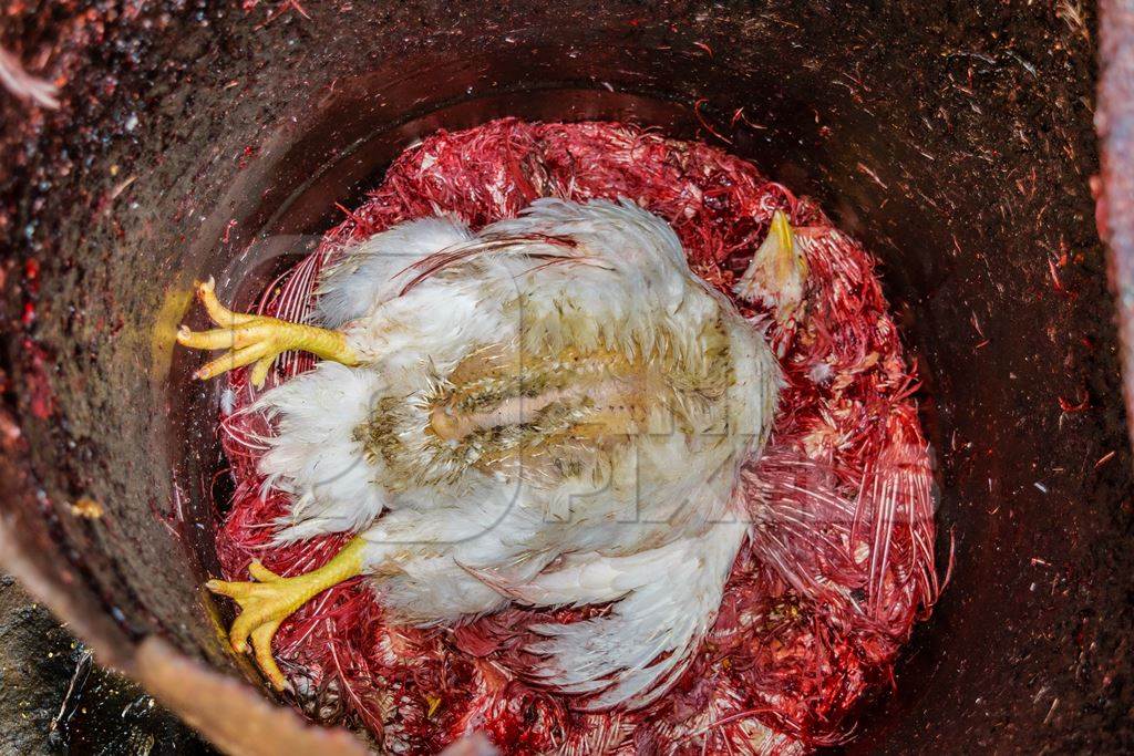 Dead Indian broiler chicken killed for meat at Crawford meat market, Mumbai, 2016