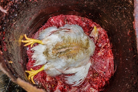 Dead Indian broiler chicken killed for meat at Crawford meat market, Mumbai, 2016