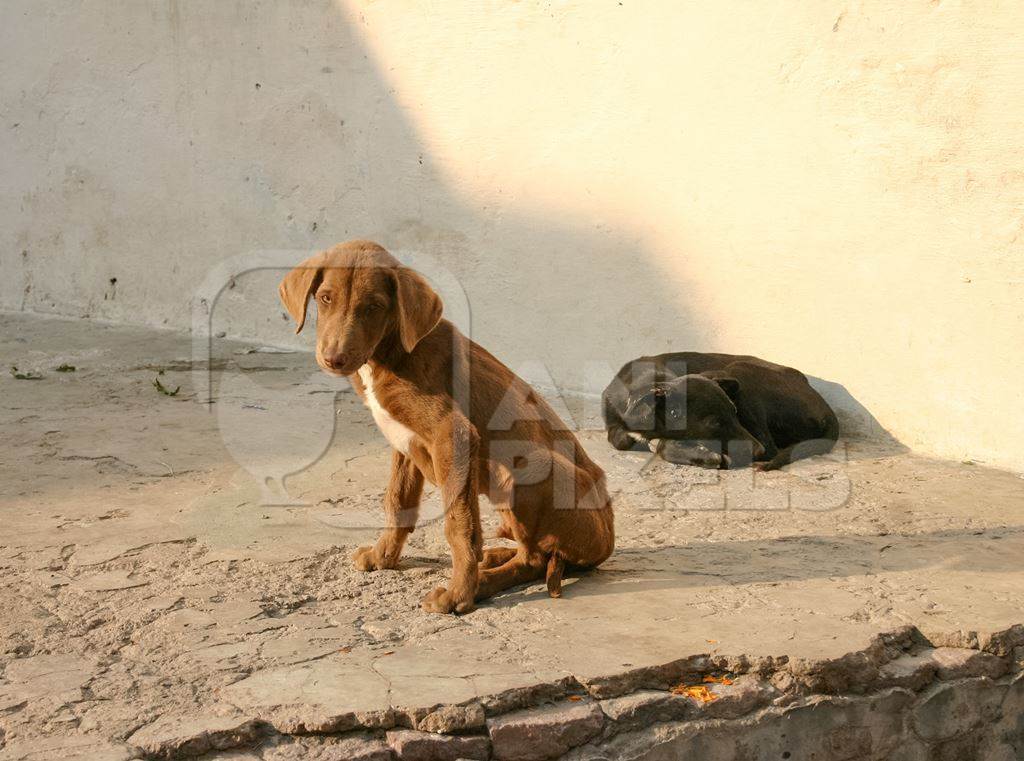 Two stray Indian street puppy dogs on street in India