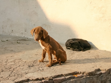Two stray Indian street puppy dogs on street in India