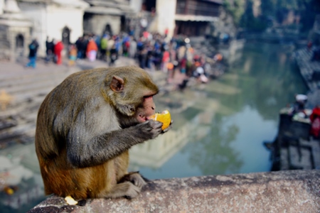 Macaque monkey eating a piece of fruit in front of a temple tank
