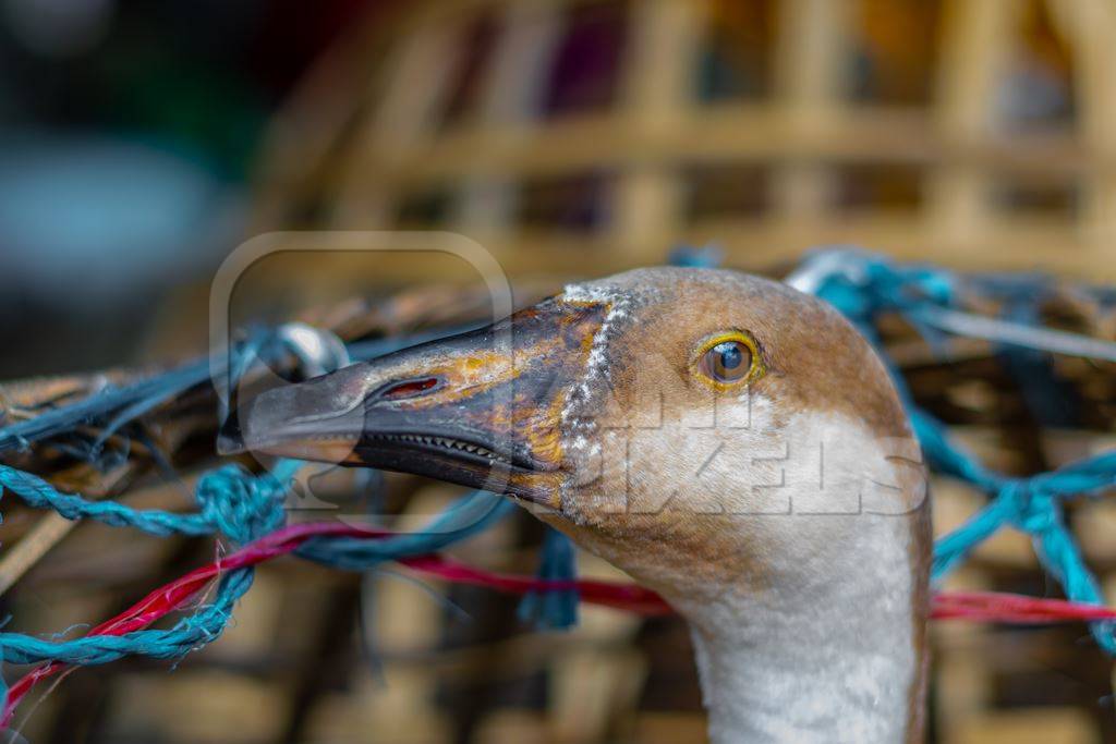 Indian geese on sale in baskets at a live animal market in the city of Imphal in Manipur in the Northeast of India