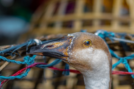 Indian geese on sale in baskets at a live animal market in the city of Imphal in Manipur in the Northeast of India