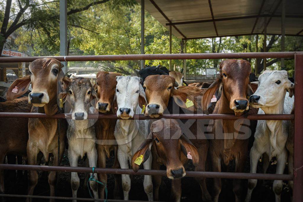 Large herd of Indian cows in an enclosure at a gaushala or goshala in Jaipur, India, 2022