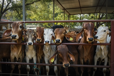 Large herd of Indian cows in an enclosure at a gaushala or goshala in Jaipur, India, 2022