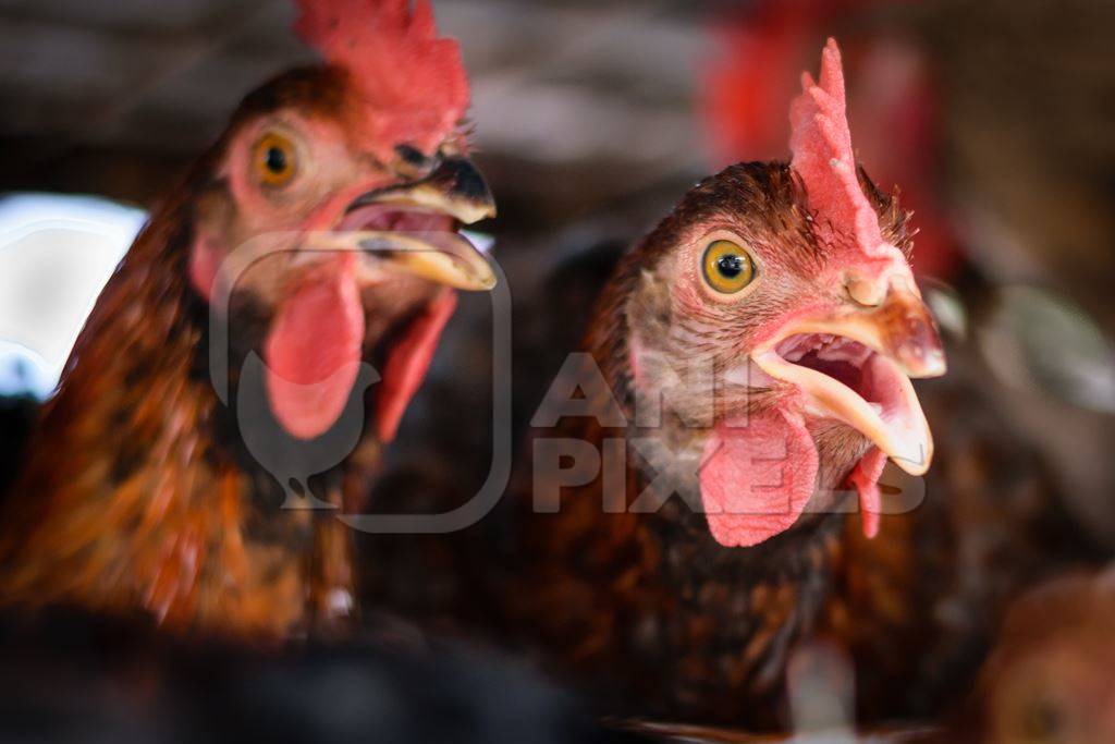 Chickens on sale in a cage at Juna Bazaar in Pune in India