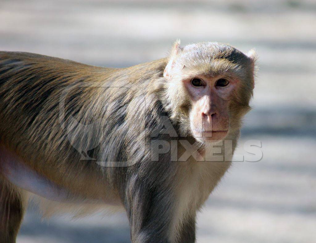 Macaque monkey looking at camera