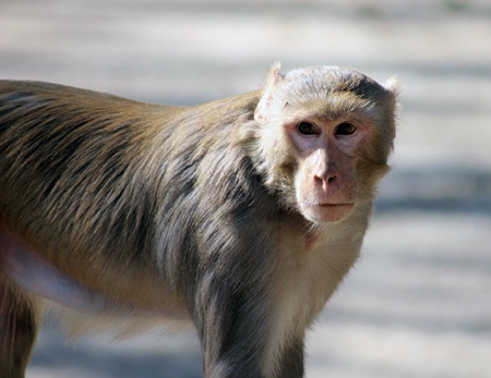 Macaque monkey looking at camera