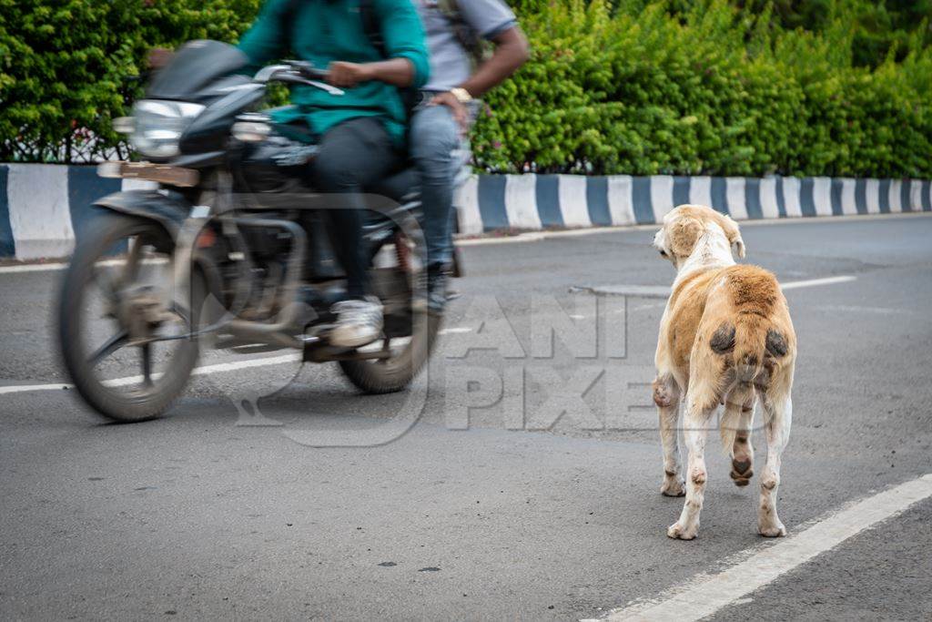 Street dog on an urban city street trying to cross the road and avoid traffic