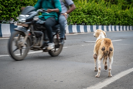 Street dog on an urban city street trying to cross the road and avoid traffic