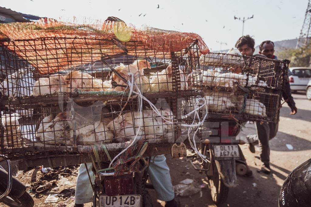 Indian broiler chickens transported in cages on a motorbikes at Ghazipur murga mandi, Ghazipur, Delhi, India, 2022
