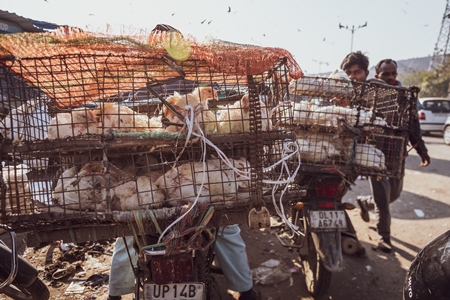 Indian broiler chickens transported in cages on a motorbikes at Ghazipur murga mandi, Ghazipur, Delhi, India, 2022