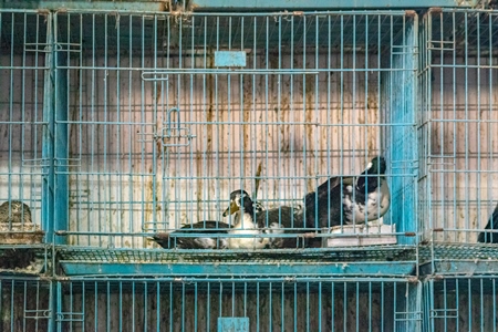 Ducks in dirty cage on sale as pets at Crawford pet market in Mumbai