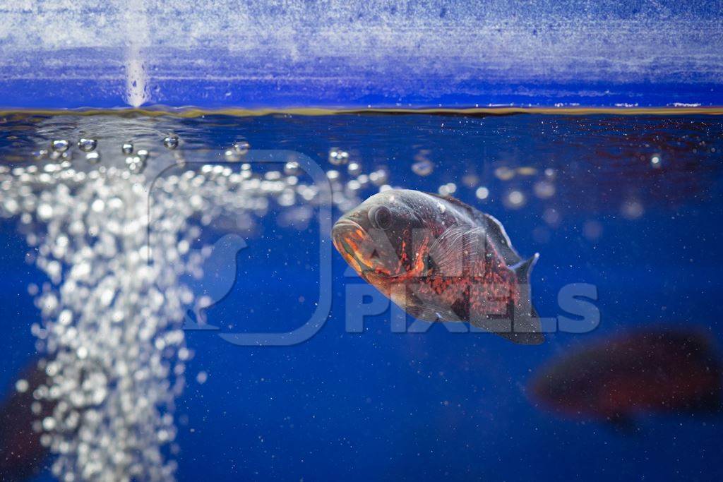 Orange and black fish in a tank at an underwater fish tunnel expo aquarium in Pune, Maharashtra, India, 2024