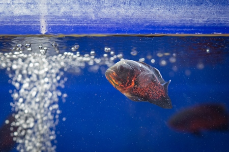 Orange and black fish in a tank at an underwater fish tunnel expo aquarium in Pune, Maharashtra, India, 2024