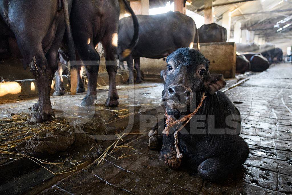 Farmed Indian buffalo calf tied up inside a large concrete shed on an urban dairy farm or tabela, Aarey milk colony, Mumbai, India, 2023