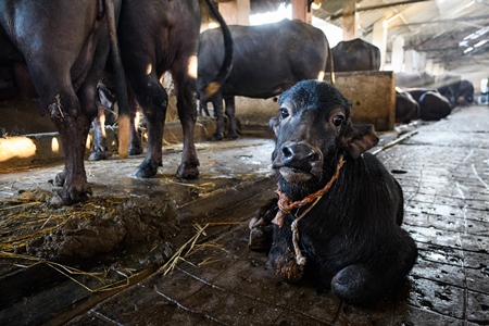 Farmed Indian buffalo calf tied up inside a large concrete shed on an urban dairy farm or tabela, Aarey milk colony, Mumbai, India, 2023