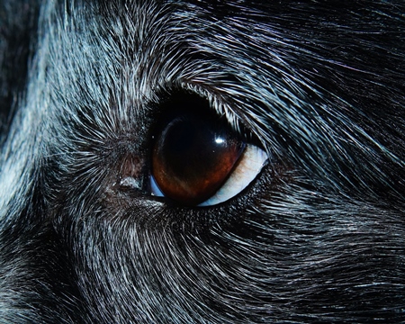 Close up of eye of black dog