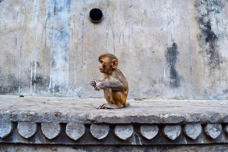 Small cute baby monkey sitting on wall