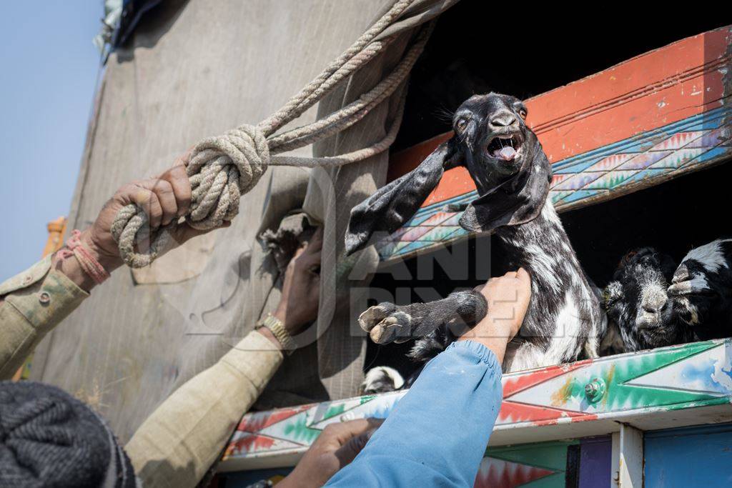 Workers throw a baby Indian goat onto a transport truck at Chakan Goat and Sheep market, Maharashtra, India, 2024