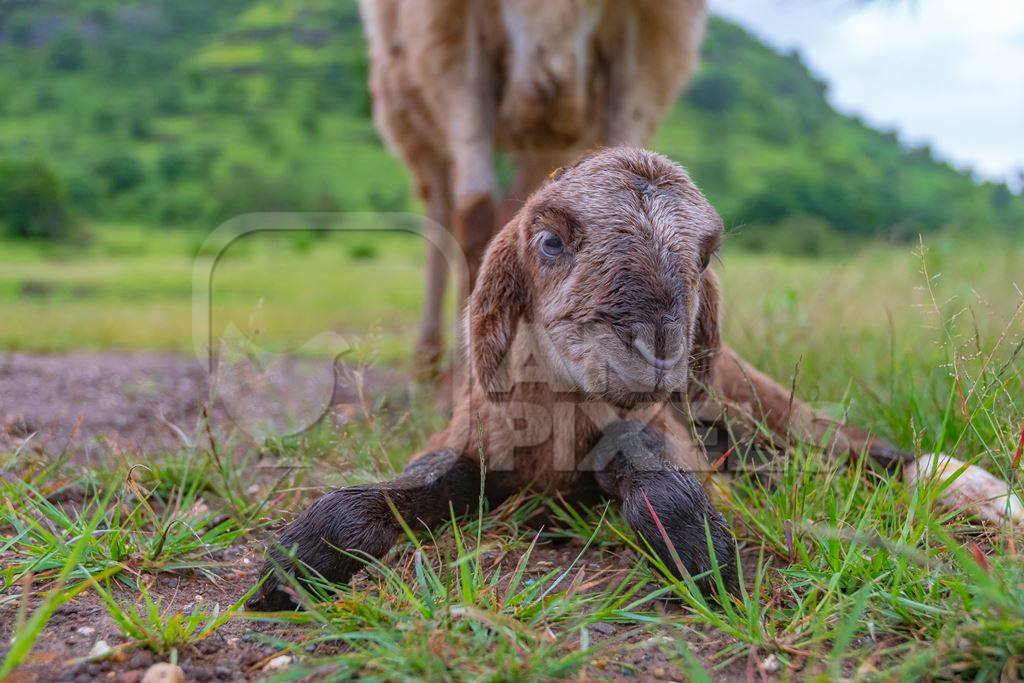 Cute small brown baby Indian lamb with mother sheep behind in a green field in Maharashtra in India