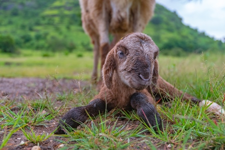 Cute small brown baby Indian lamb with mother sheep behind in a green field in Maharashtra in India
