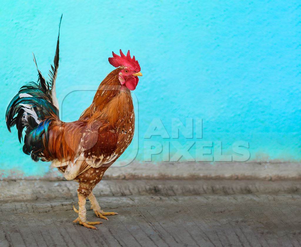 Indian cockerel or rooster chicken with artificially extended blue background, India