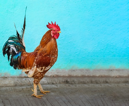 Indian cockerel or rooster chicken with artificially extended blue background, India