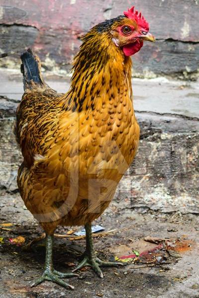 Free range chicken in the street in the city of Mumbai in India