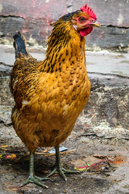 Free range chicken in the street in the city of Mumbai in India