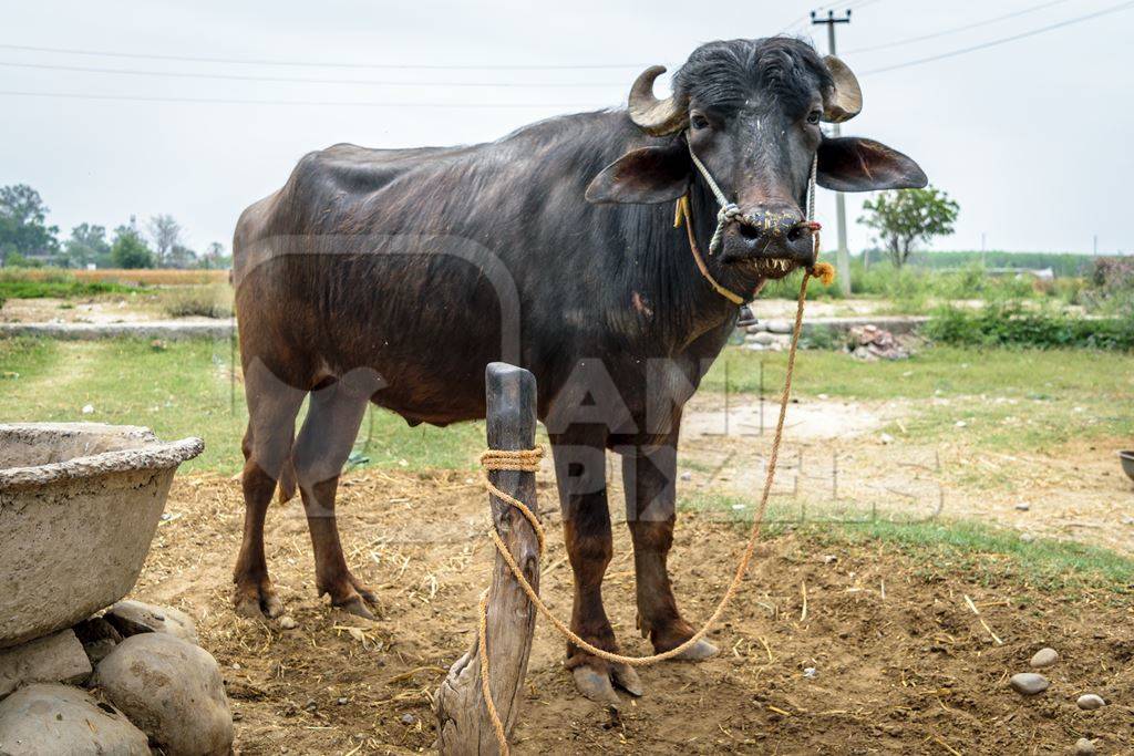 Farmed buffaloes used for milk in a rural village