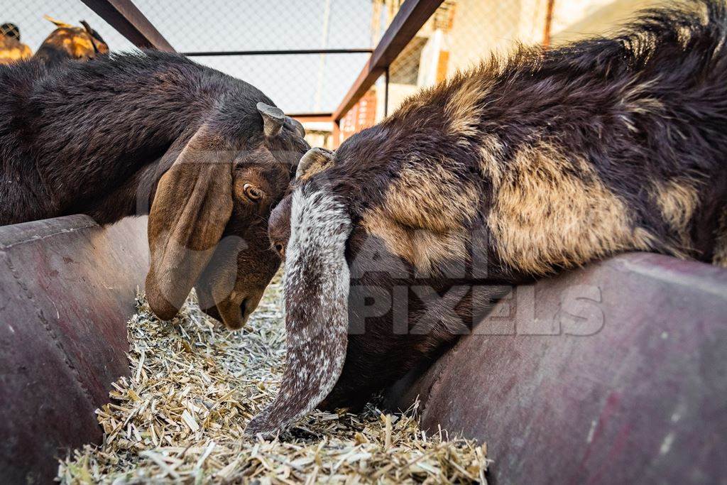 Farmed Indian goats eating from a trough on a small goat farm outside Ajmer, Rajasthan, India, 2022