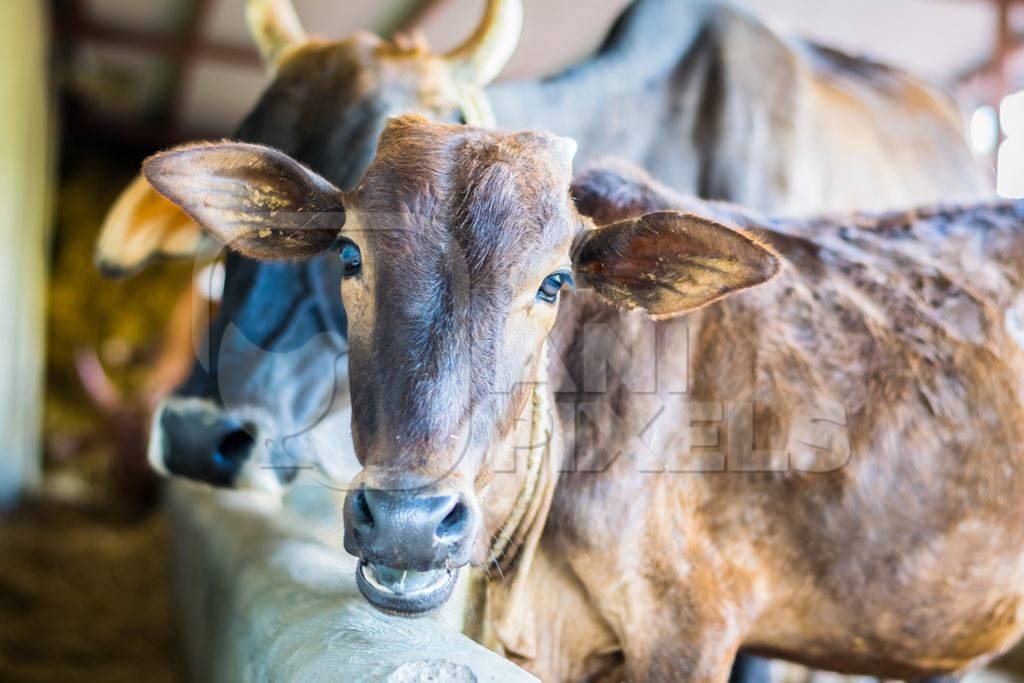 Dairy cows tied up in a barn in a dairy in rural village