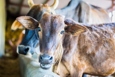 Dairy cows tied up in a barn in a dairy in rural village