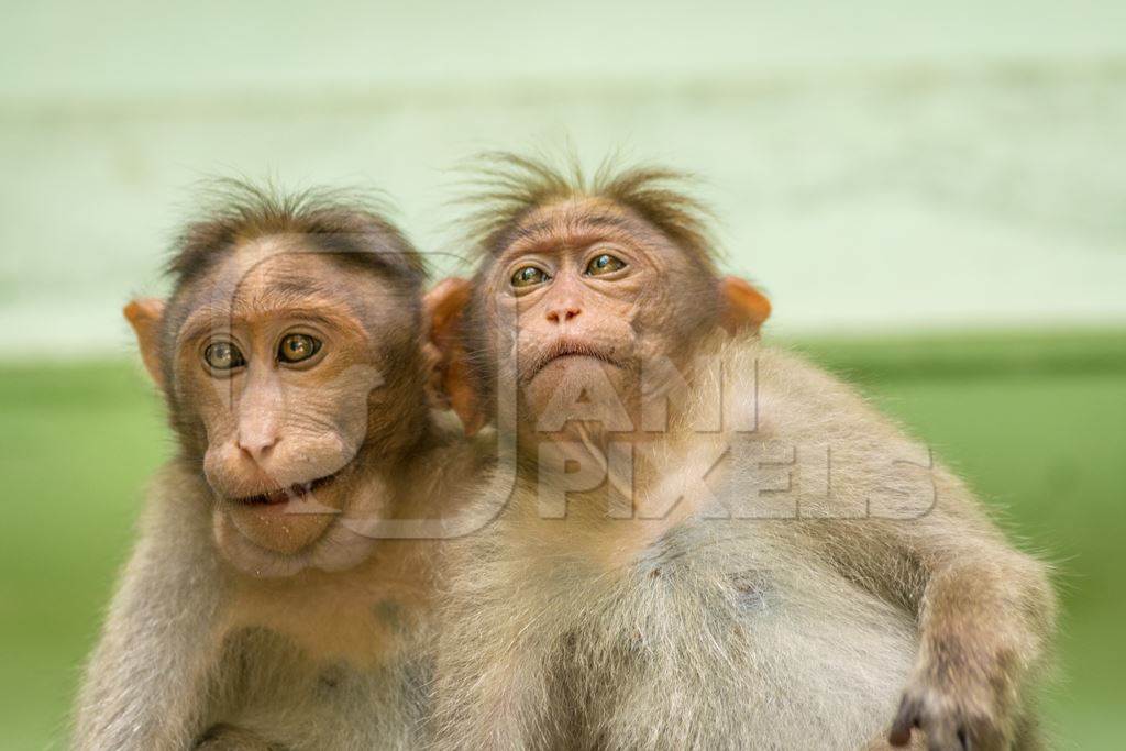 Two cute macaque monkeys sitting together with green background in Kerala