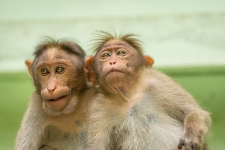 Two cute macaque monkeys sitting together with green background in Kerala