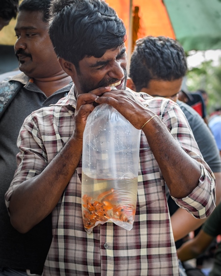 Man with plastic bag full of aquarium fish on sale at Galiff Street pet market, Kolkata, India, 2022