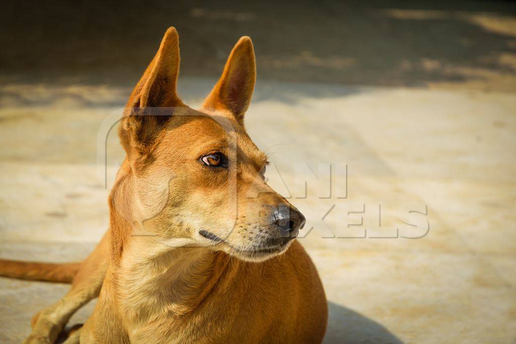 Large ginger street dog lying on the road in urban city
