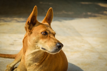 Large ginger street dog lying on the road in urban city