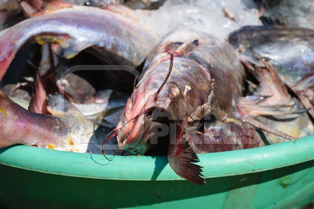 Fish in a bucket on sale at a fish market at Sassoon Docks